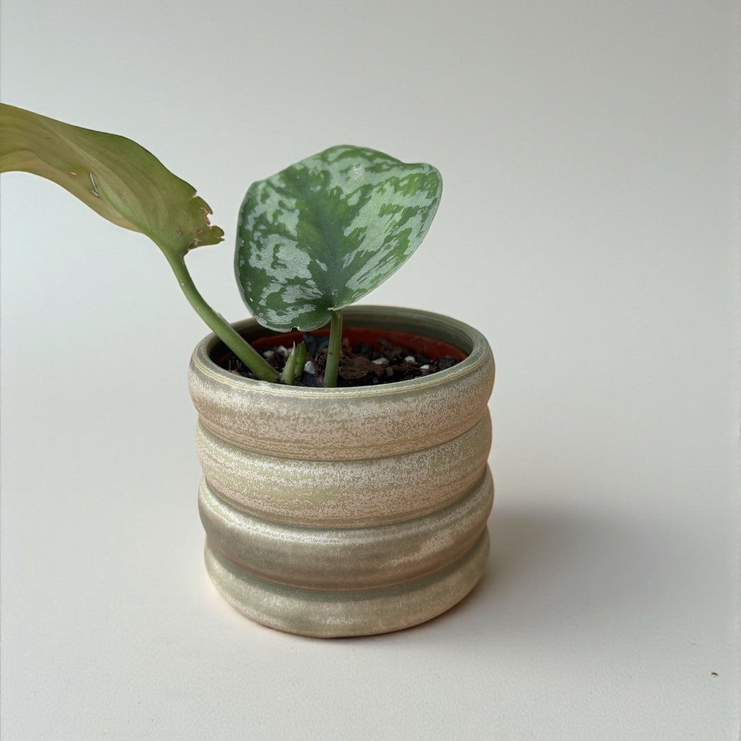 Mini Planters