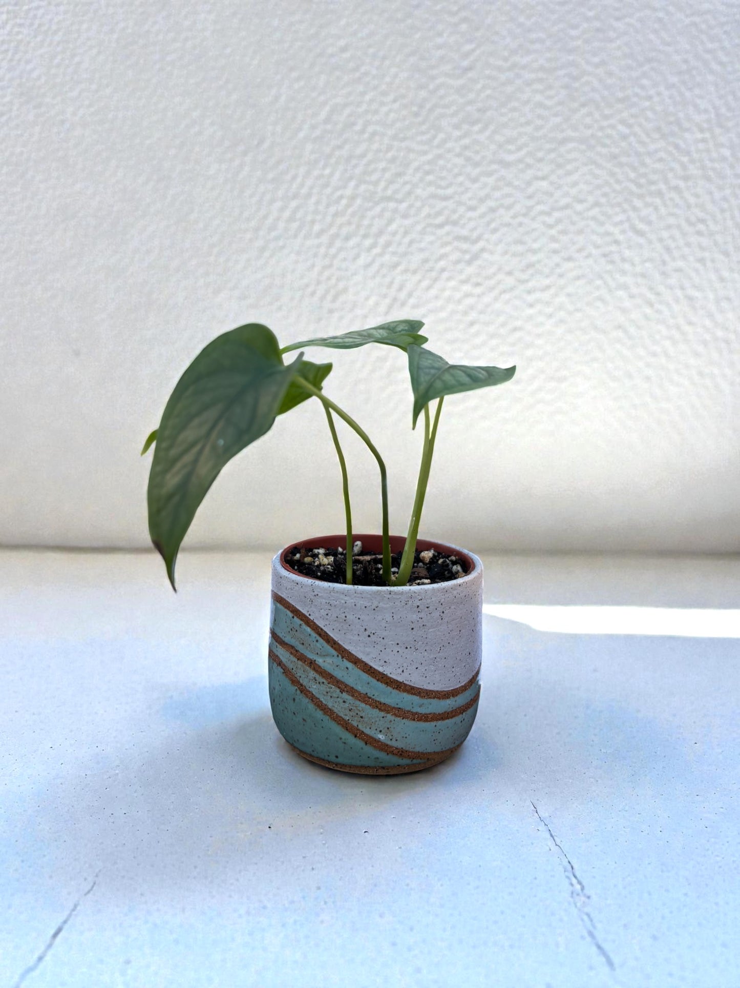 Mini Planters